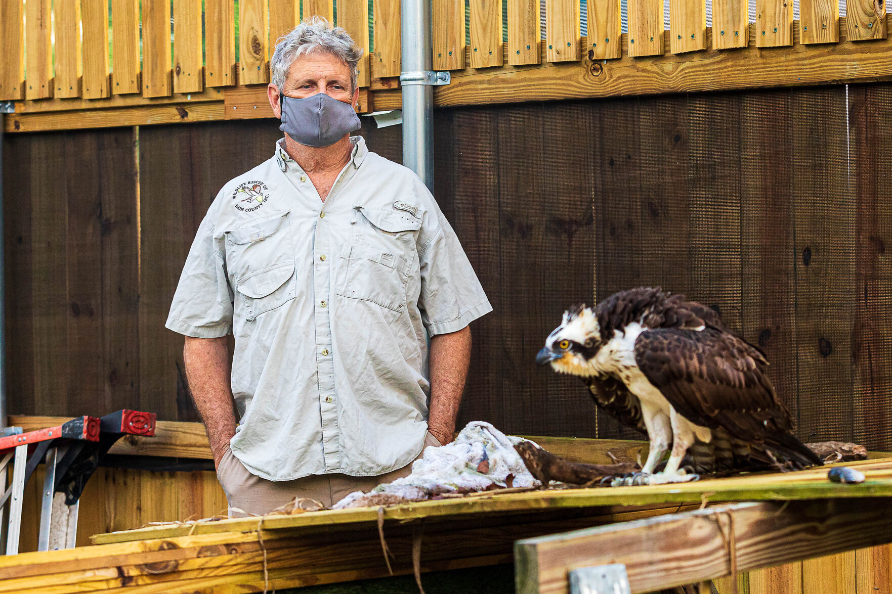 Lloyd Brown founder of Wildlife Rescue of Dade County stands in back of an osprey being rehabilitated in the flight cage.